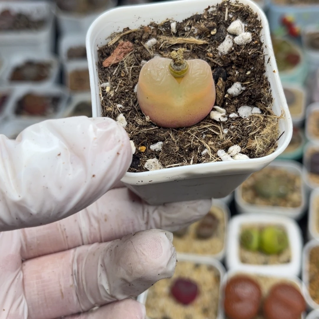 多肉植物一物一拍43