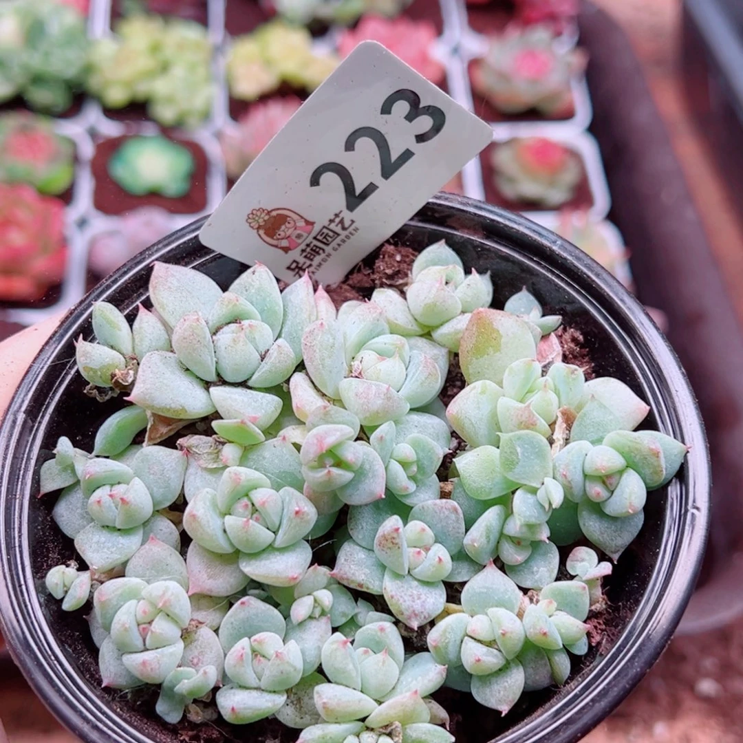 多肉植物多肉植物