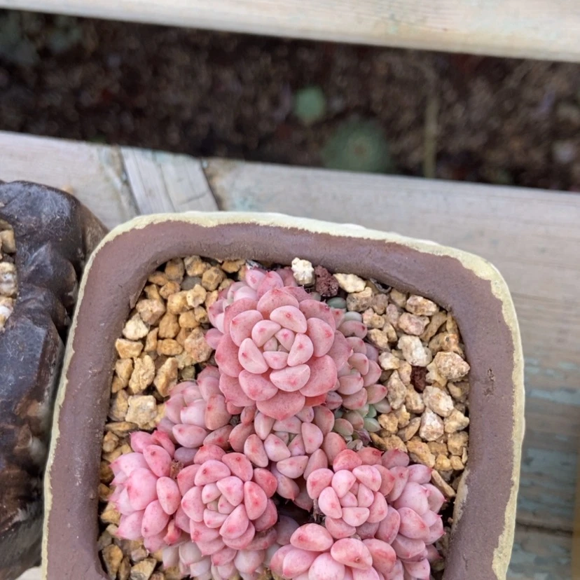 【闪购商品】可爱泡泡