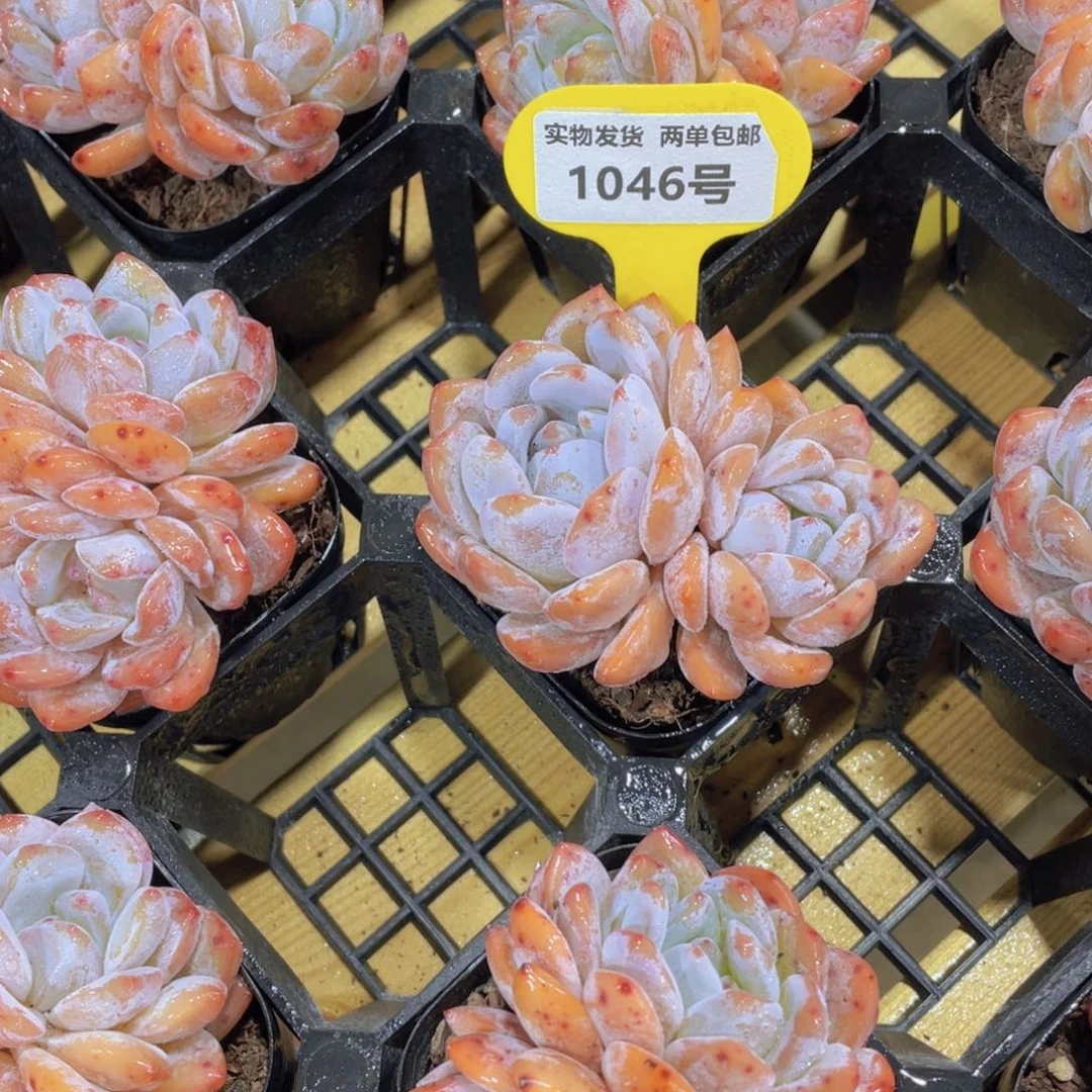 1046号 开播福利全状态韩橙两个