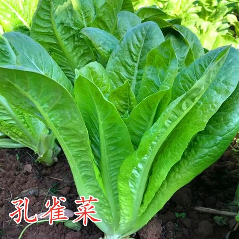 孔雀菜种子生菜种孑四季生菜籽阳台盆栽罗马生菜种子蔬菜种