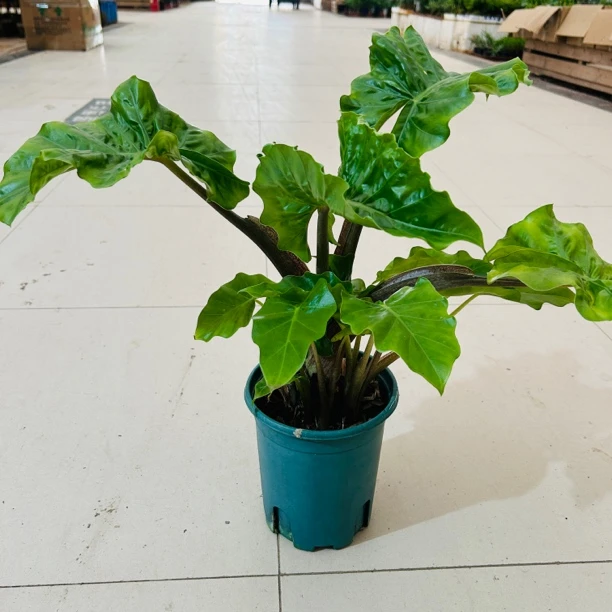 海莲海芋 室内盆栽绿植