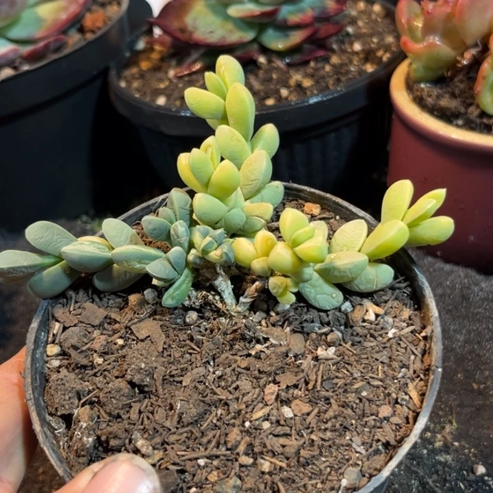 鹿角林惊鸿一物一拍包装收缩花旱