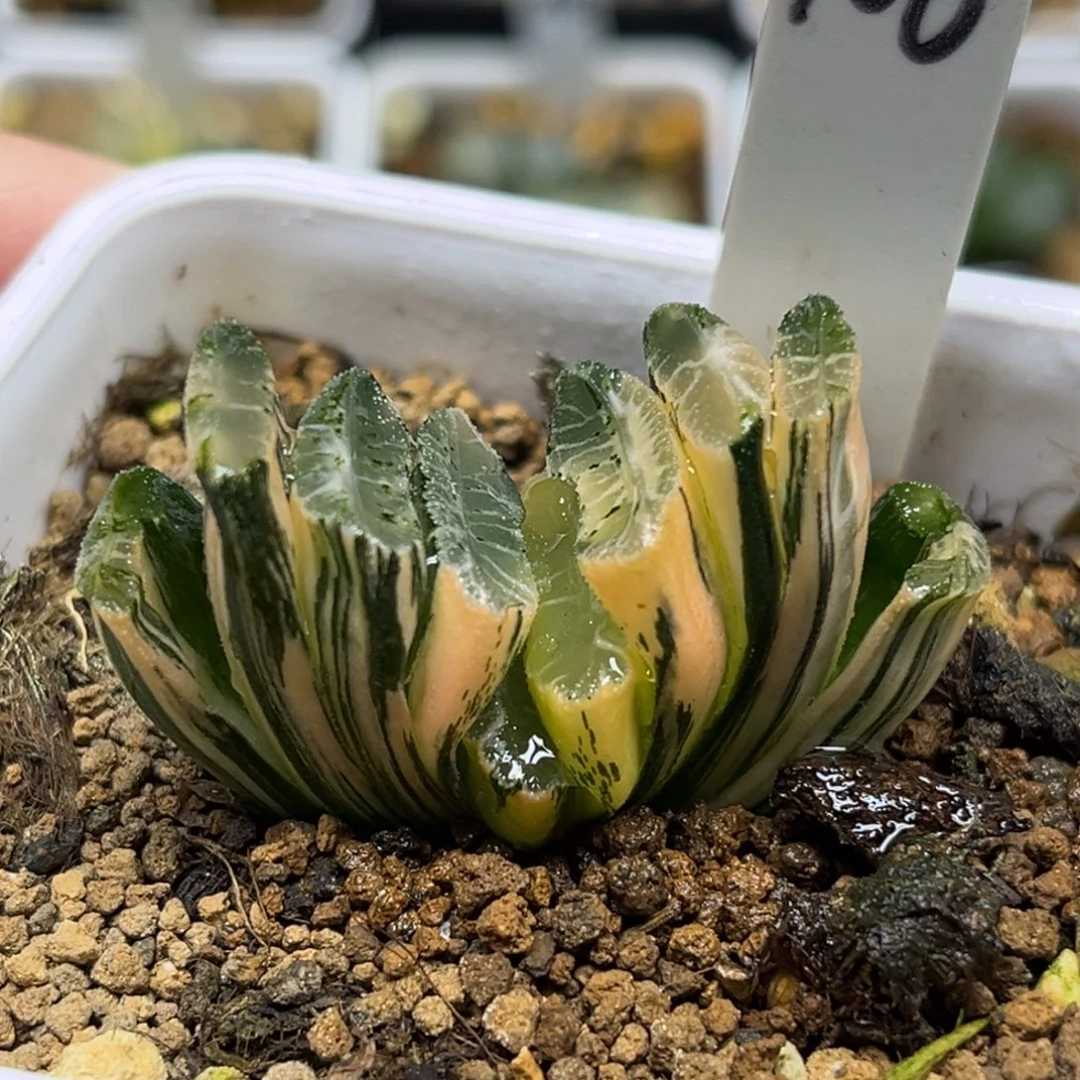 106电影玉扇锦福利专场