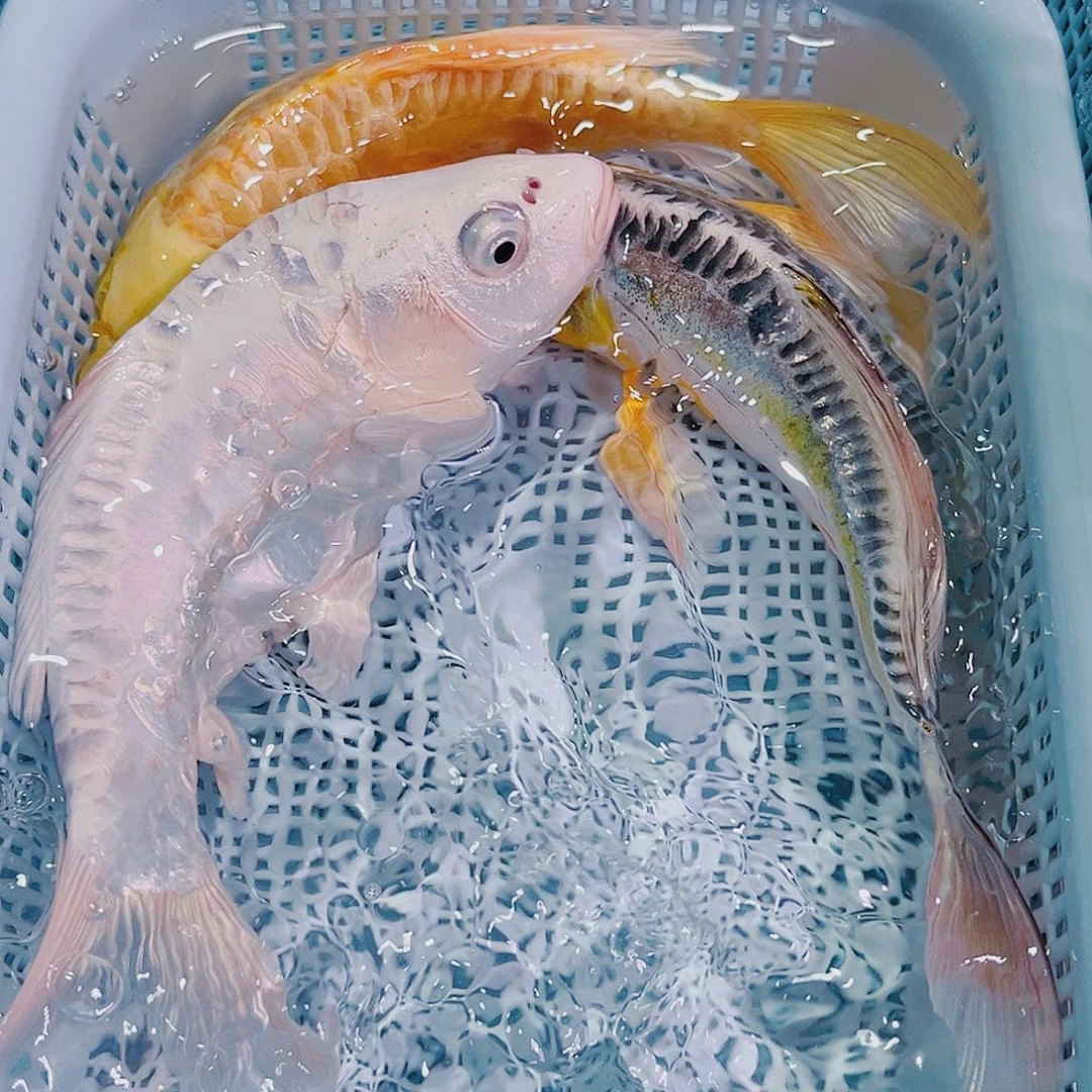 锦鲤锦鲤冷水鱼观赏鱼144