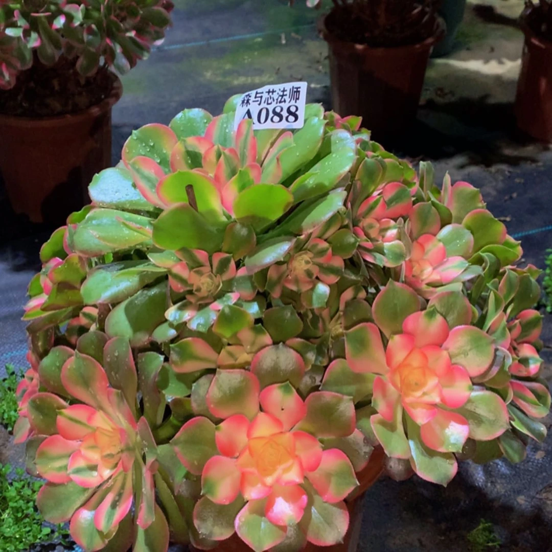 【闪购商品】88香妃