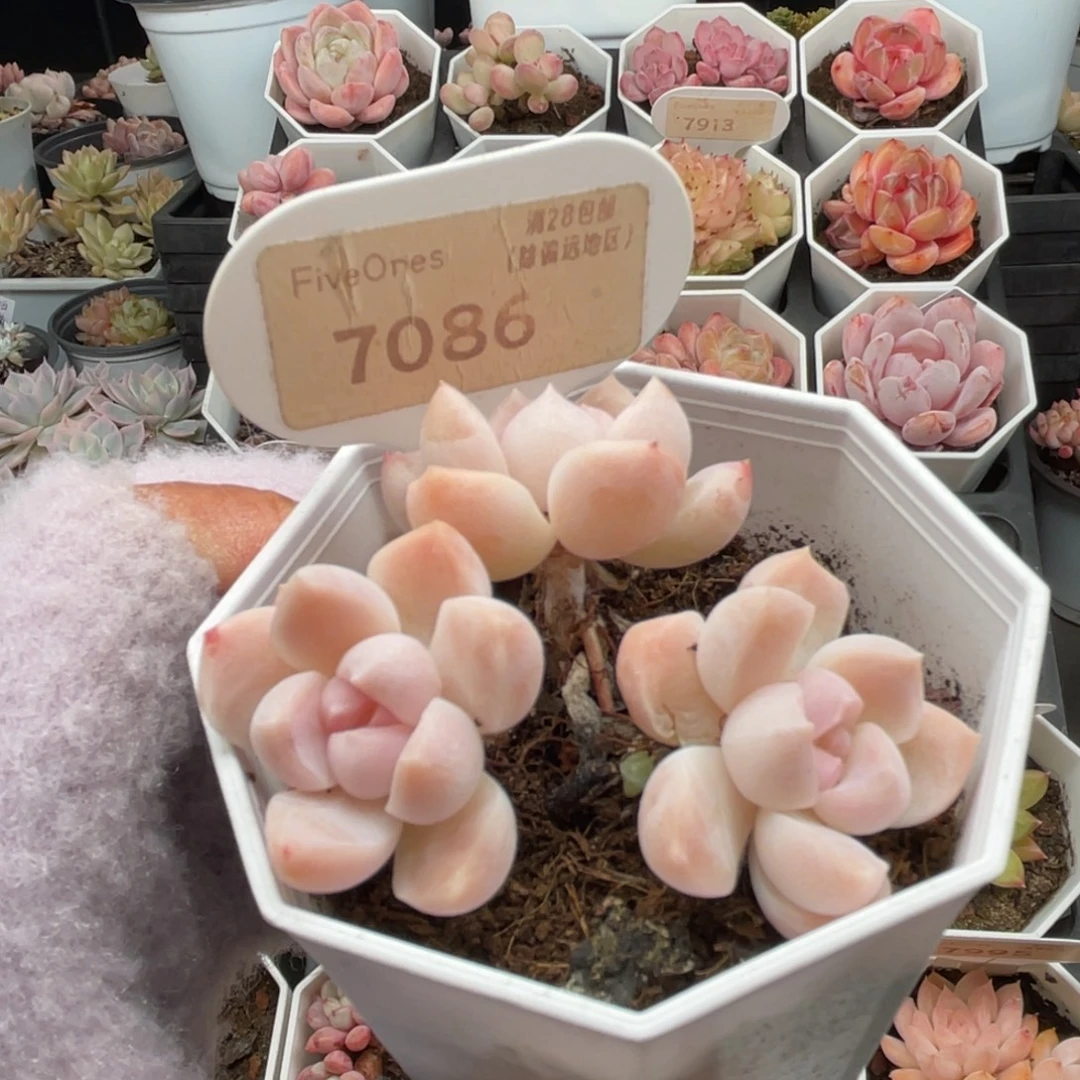 雪媚娘7086-6.0厘米