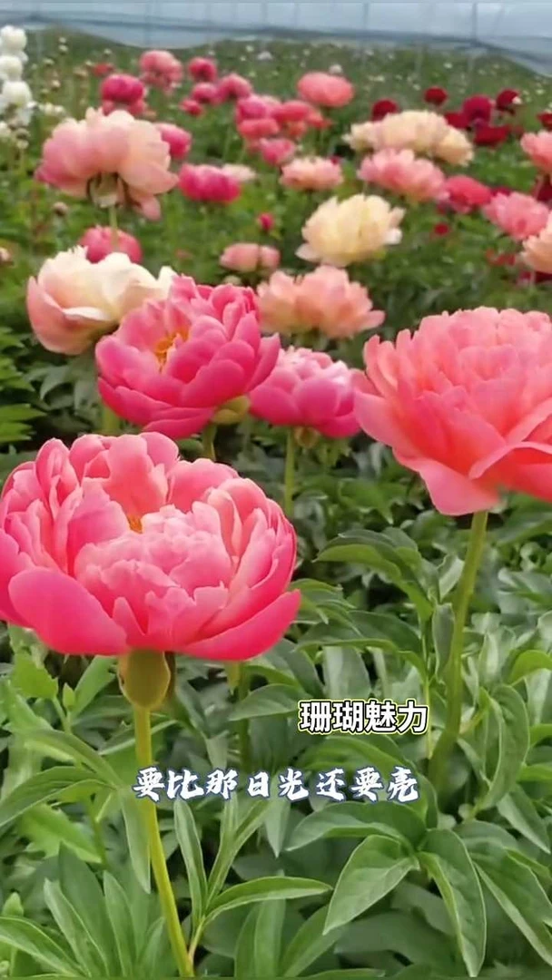 进口品种珊瑚魅力，整颗发货