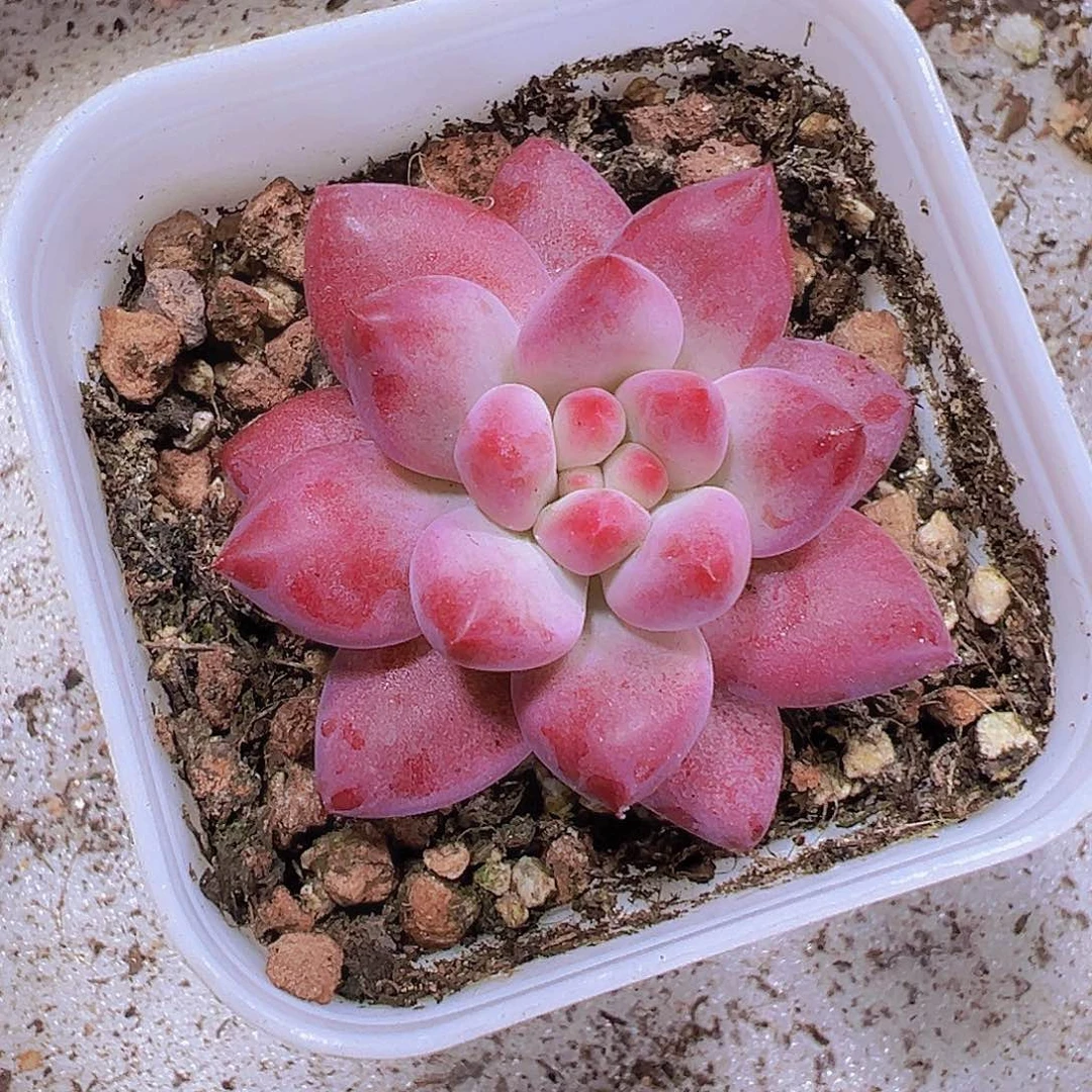 金鱼姬19包邮多肉植物