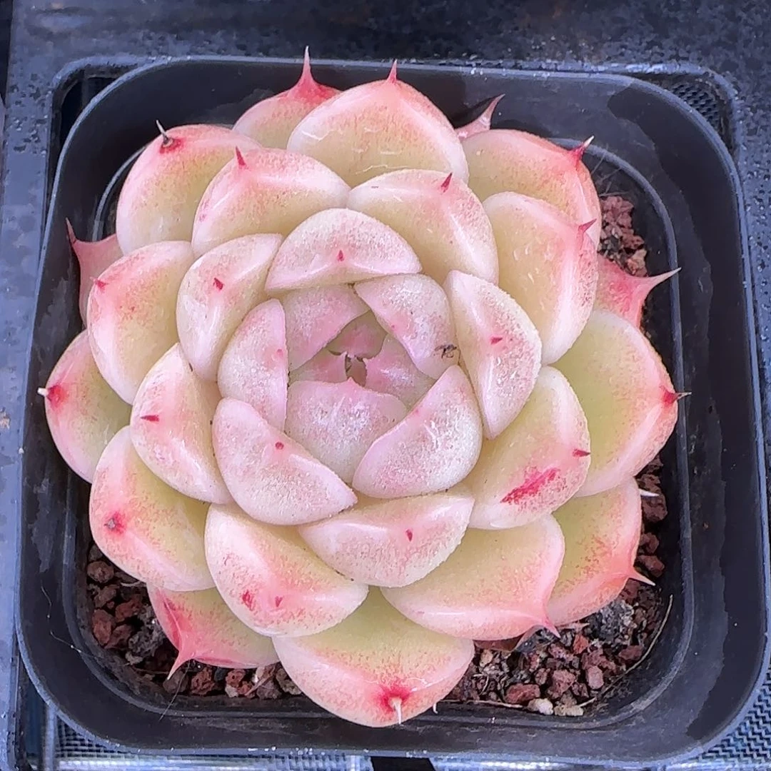 从前慢花园精选海王珍妮