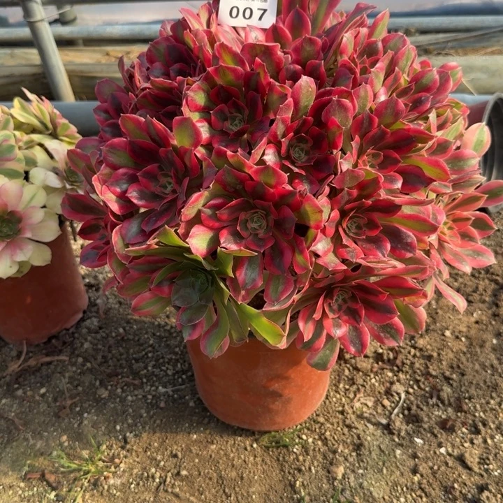 007女妖。多肉植物