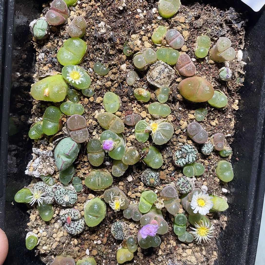 当天凑满十八元包邮878