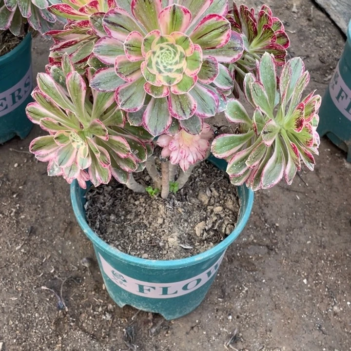 飞**朵多肉v锦锦法师751