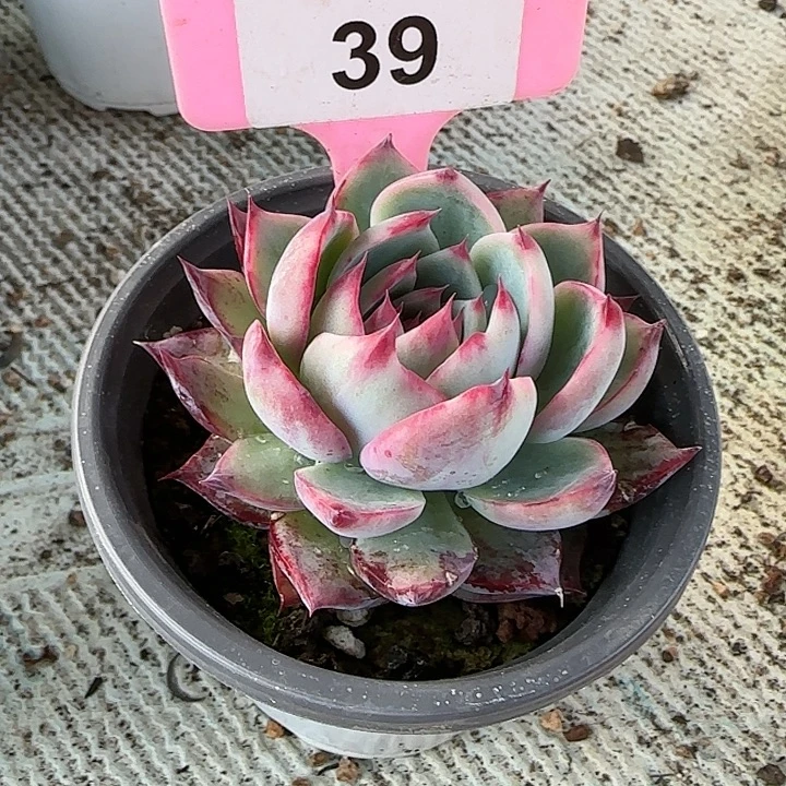 39 惊鸿仙子多肉植物6-9cm