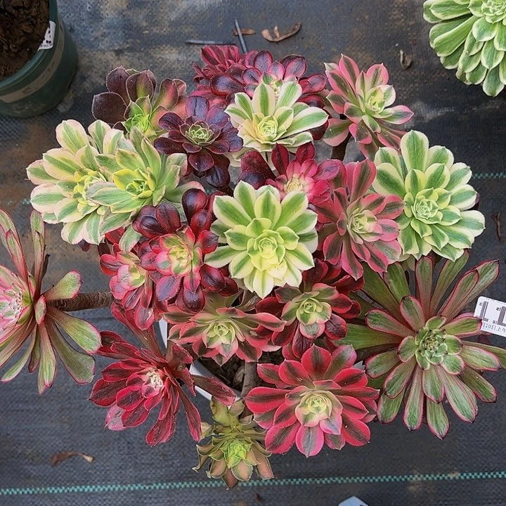 嫁接法师一物一图11