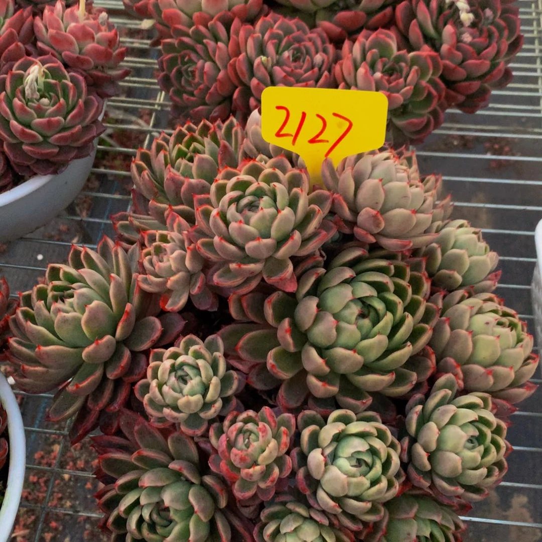 一物一拍2127-25-80