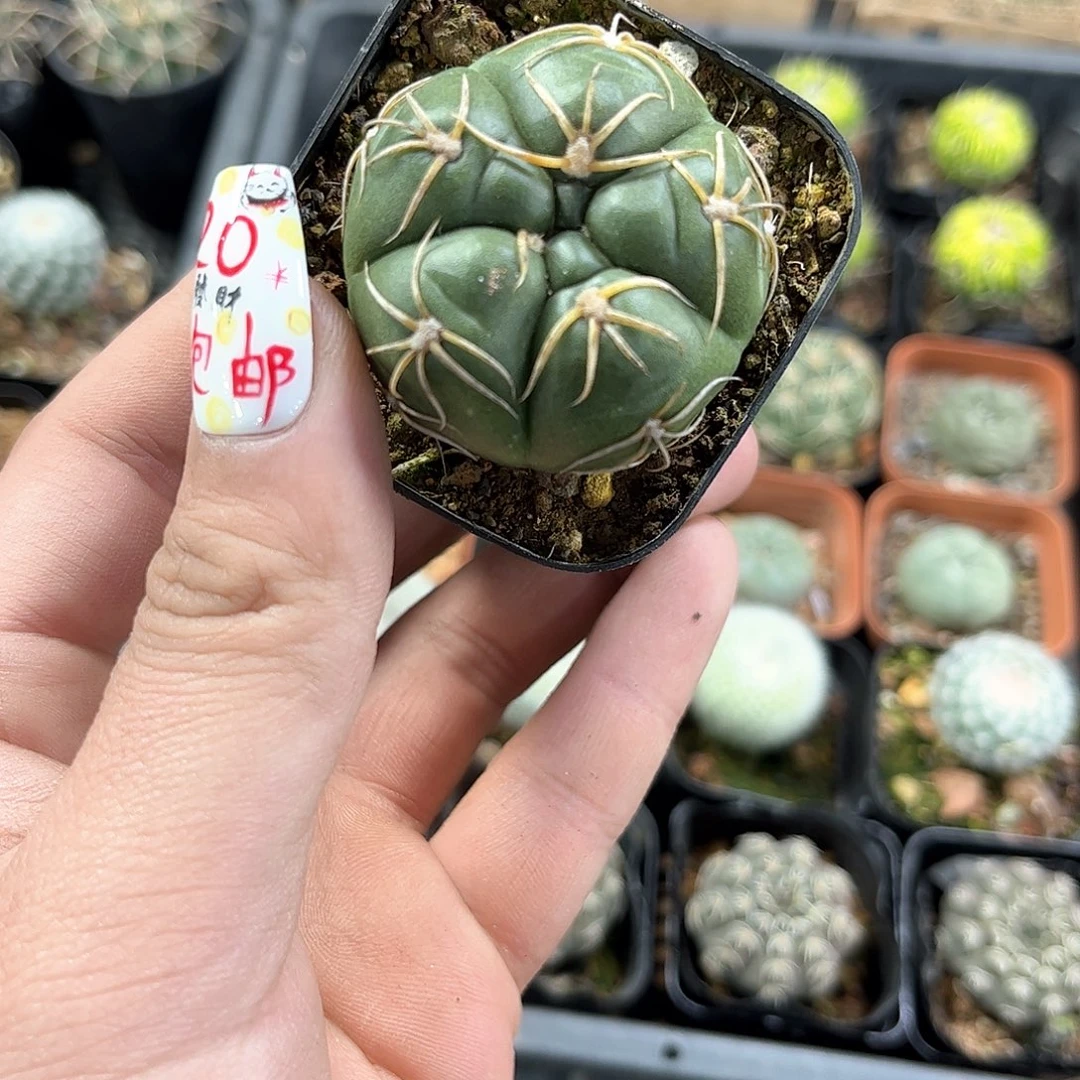 爬刺海王单头发货有根