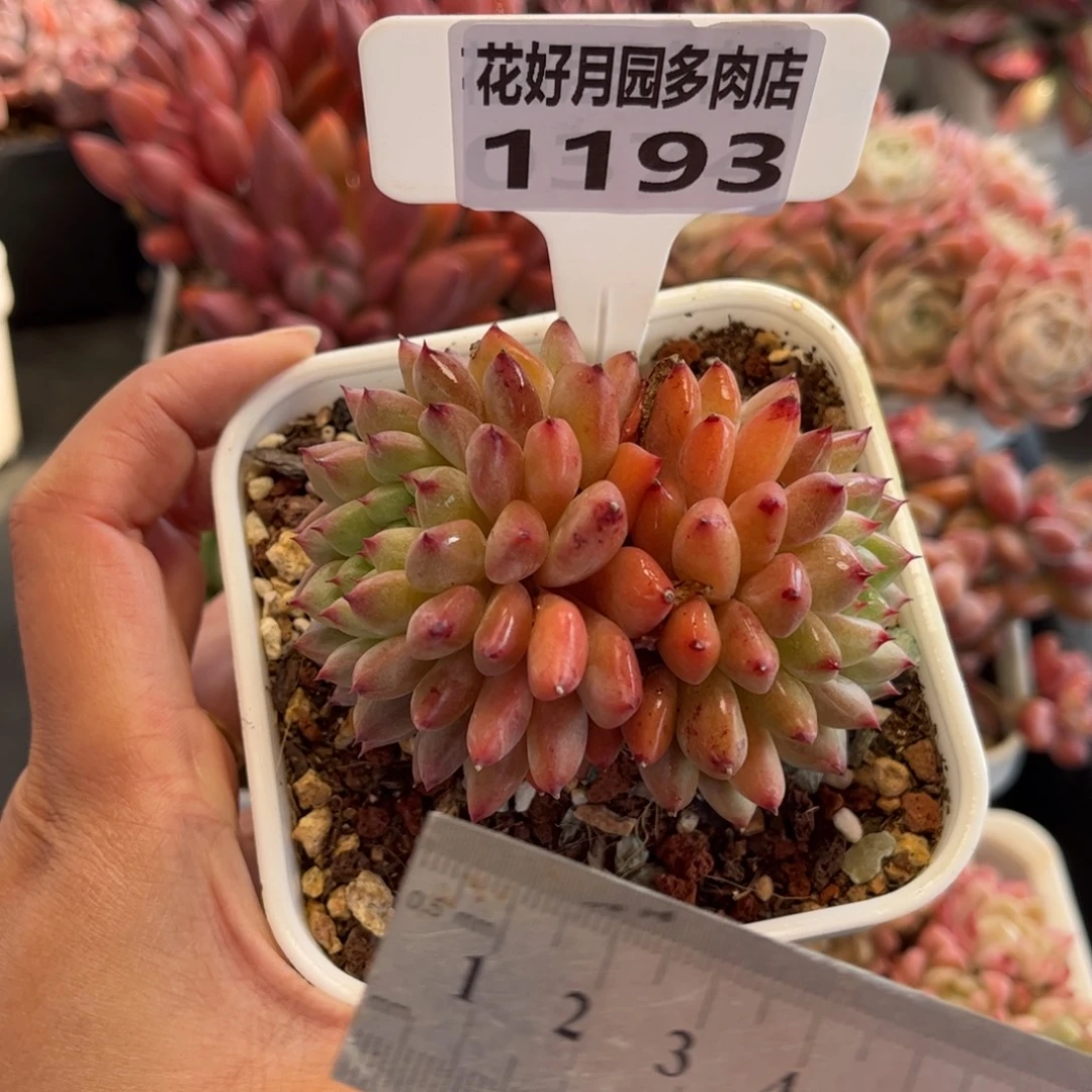 1193 天冷必拍保温箱