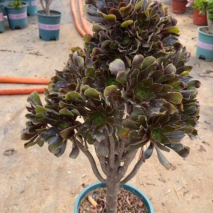 灰法57多肉植物法师法师