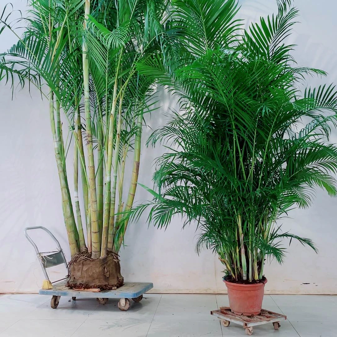 无花朵余****缕8899999999