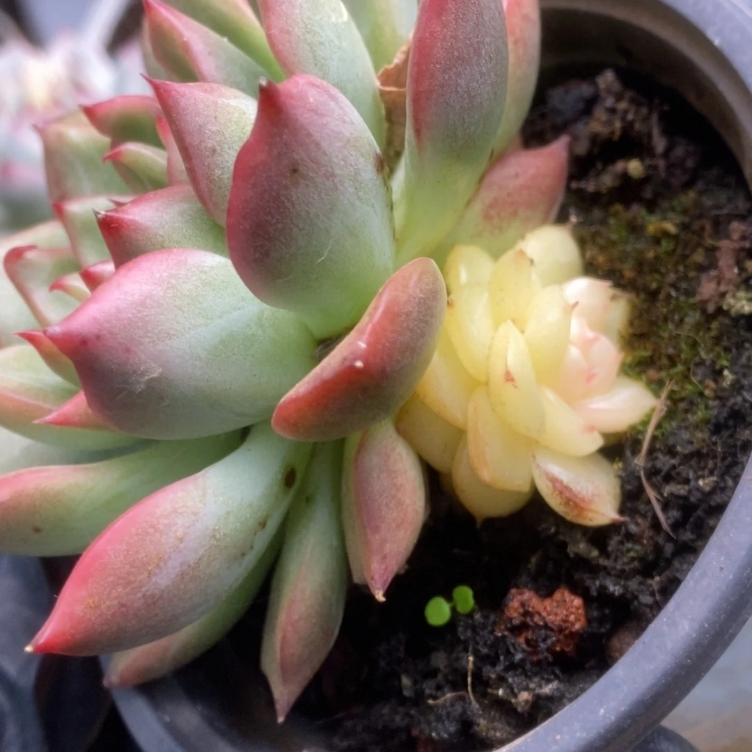 265佛罗瑞安娜锦锦锦锦