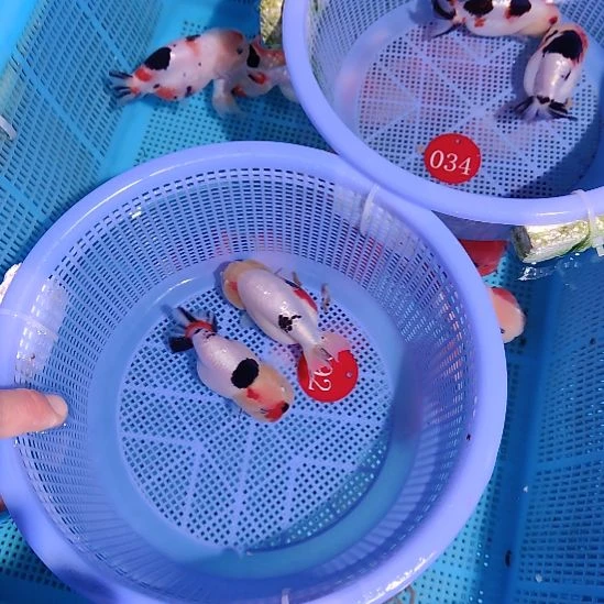 书***写金鱼092兰寿两只特价顺丰包邮