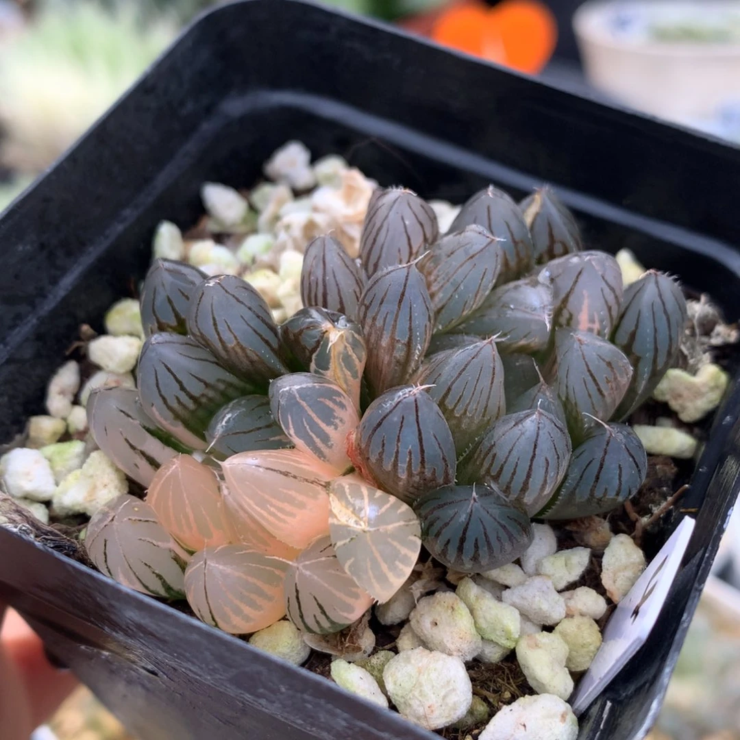 霓虹灯玉露锦，带盆