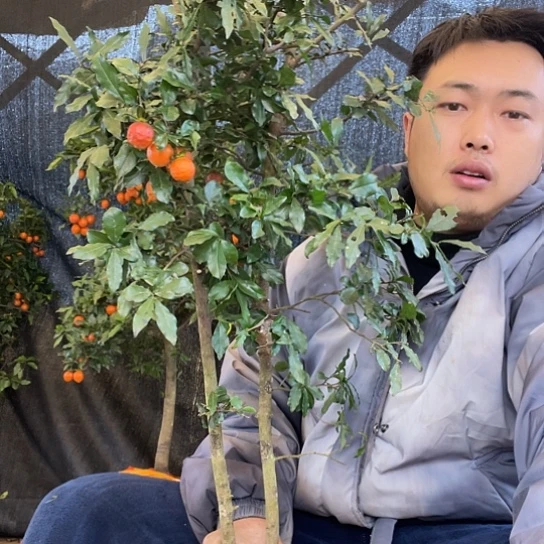 不开花植物金弹子庭院地景原生