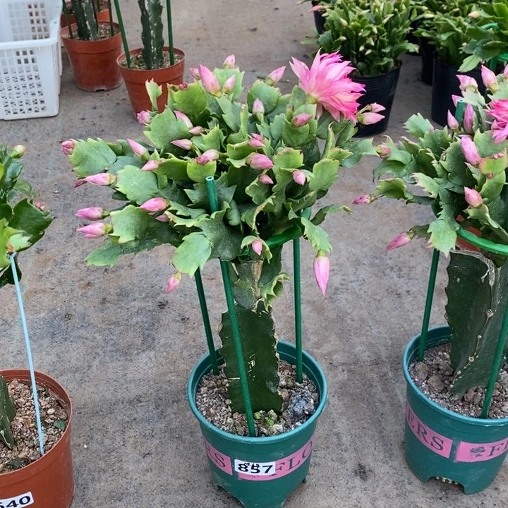 大部分花苞少量开放陈*婵857嫁接073