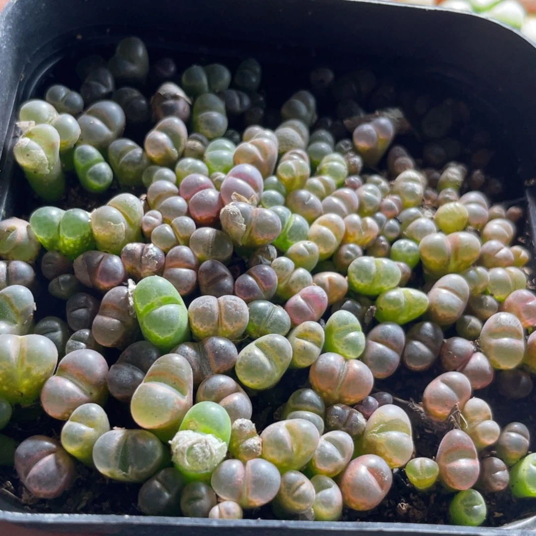 24年秋播混合风铃大半盆