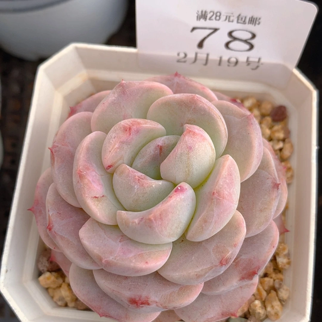 【闪购商品】云78号