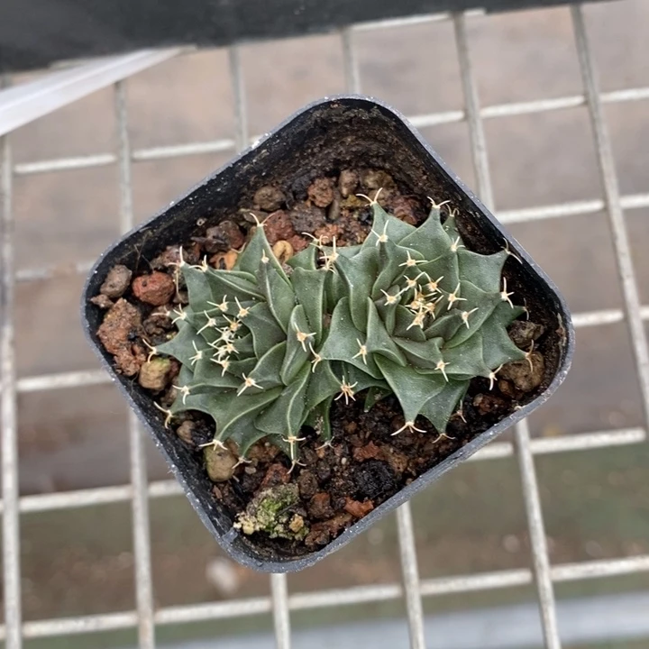 伯克利和格蕾纳等著名的
