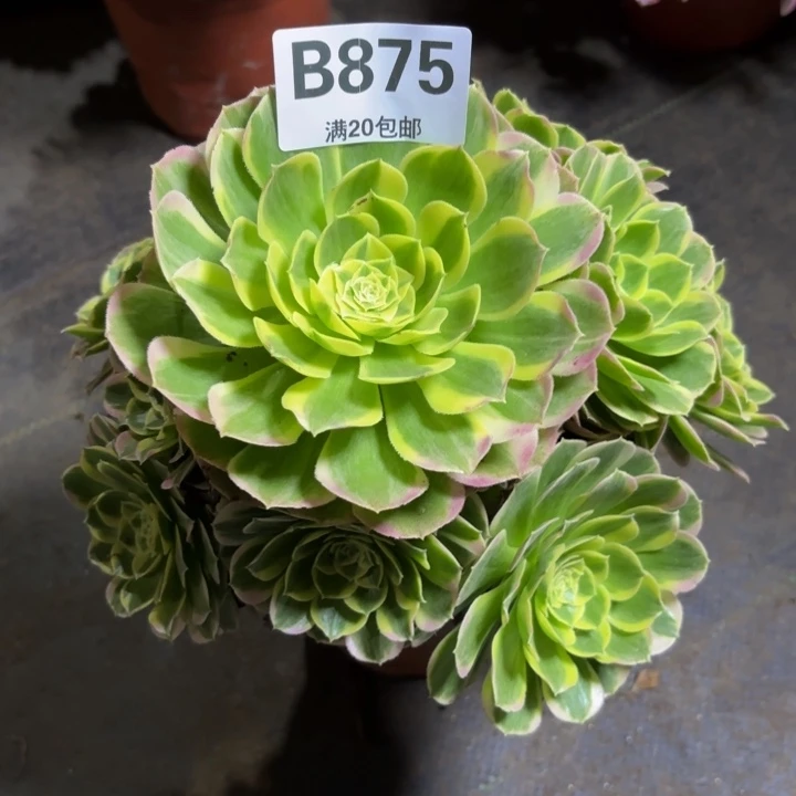 瑞妈多肉园艺，875. 水中月