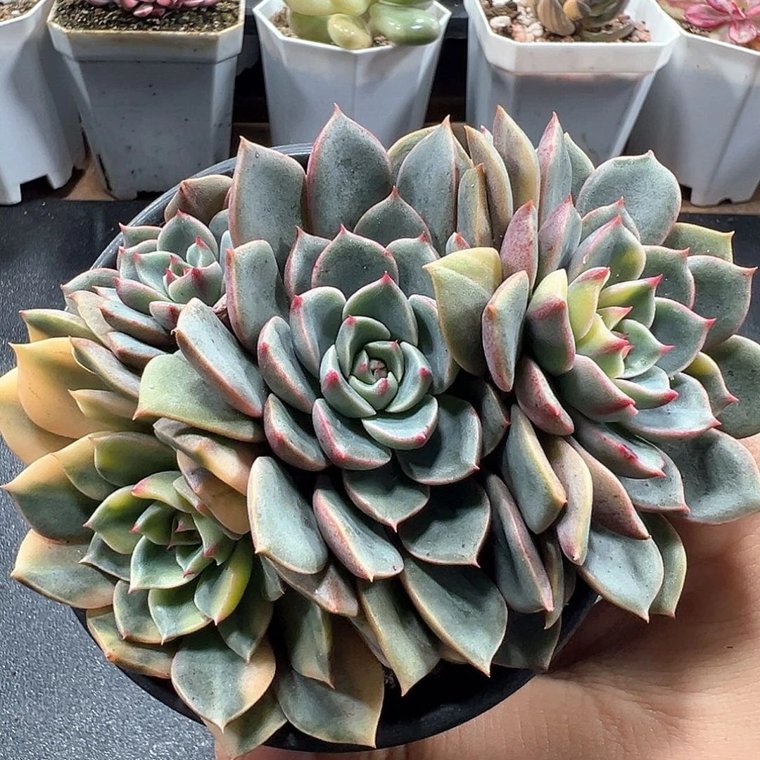 血苯巴锦 小方花圃一物一拍