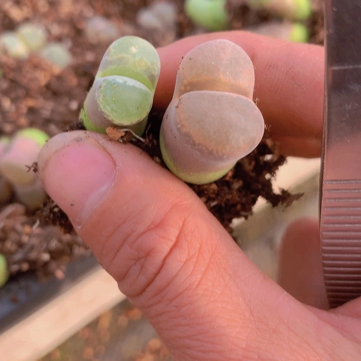 48885969966655555666686556865