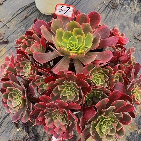 凤冠老桩捧花法师57号