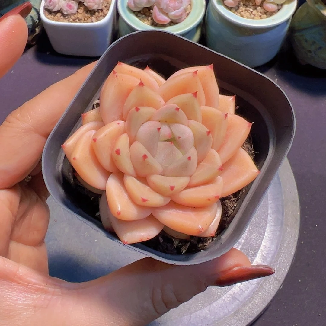 过***天新品，多肉植物