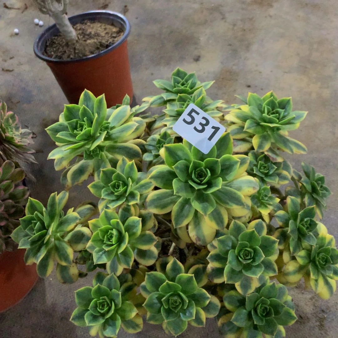 【闪购商品】531星爆