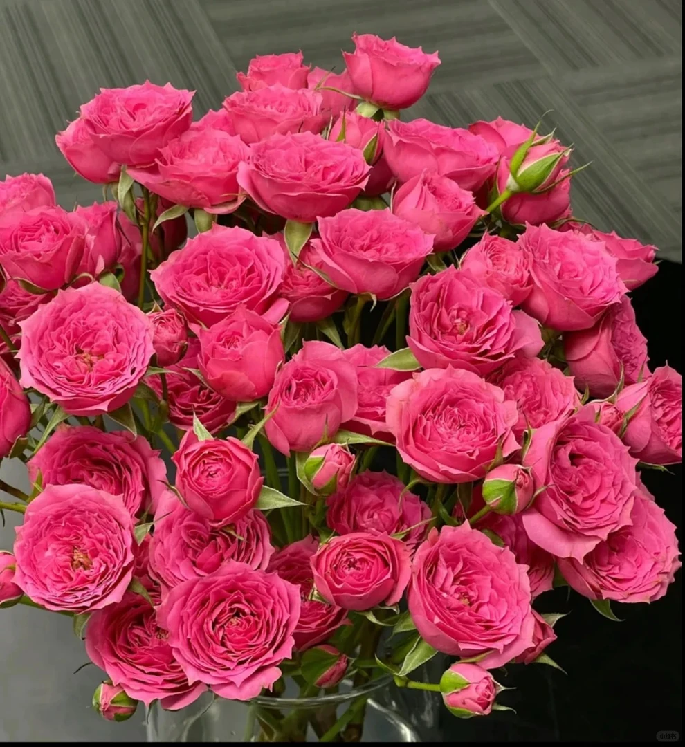 苏菲宝贝多头玫瑰 三单京东 鲜花需要醒花摘叶 揽收无法退款