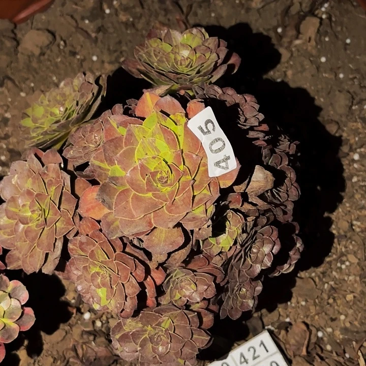 405花月夜多肉植物不售后