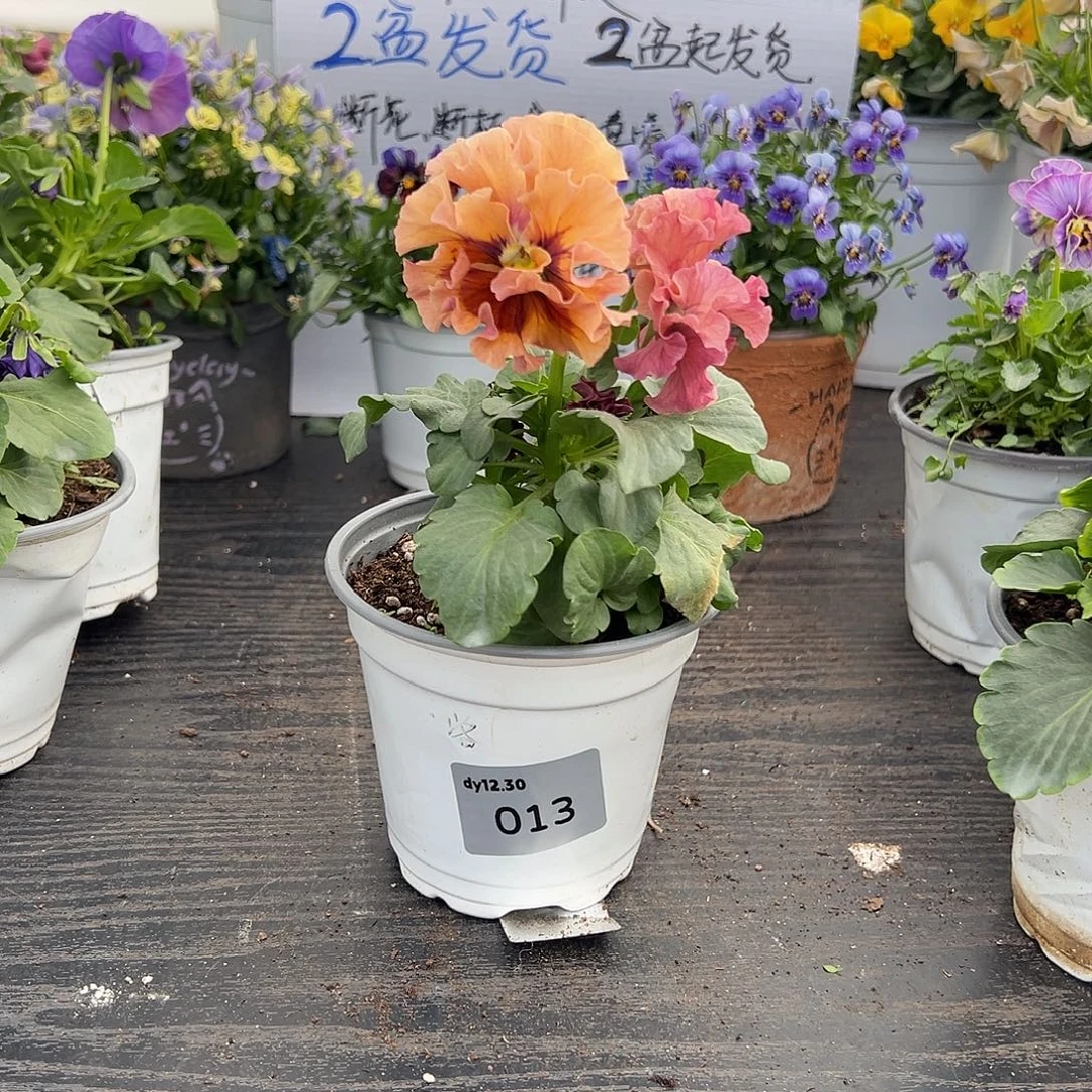 当前无花朵，栽培后可花朵013号洛可可