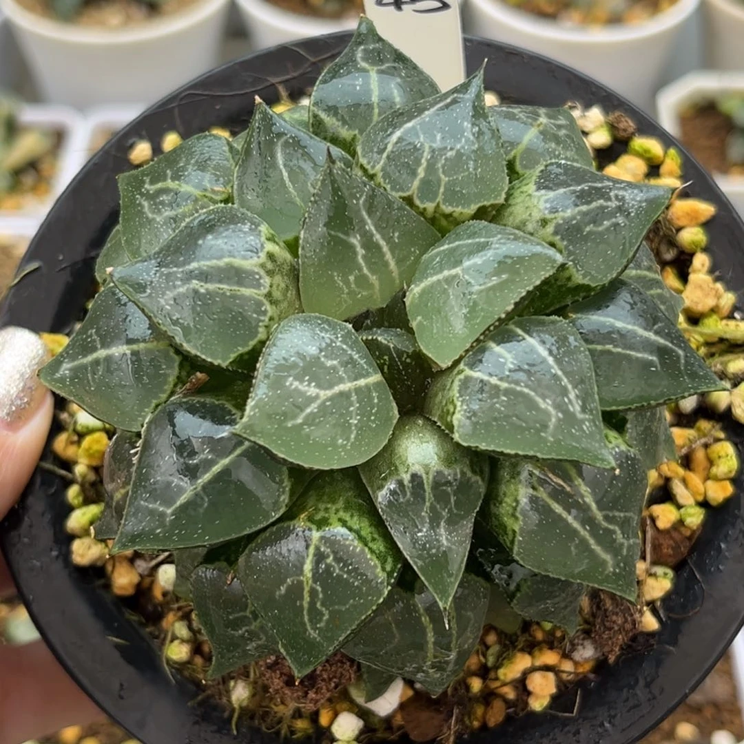 43母本大夕烧寿哈哈哈哈哈哈哈