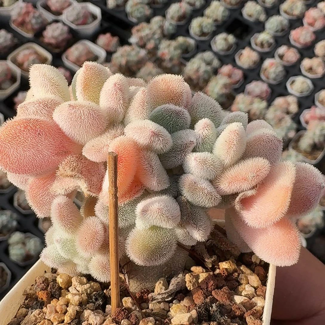 雪晃星缀化多肉，