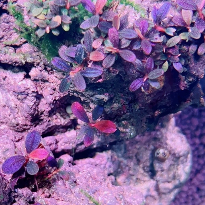 无花朵福利辣椒榕怡景梅花玉