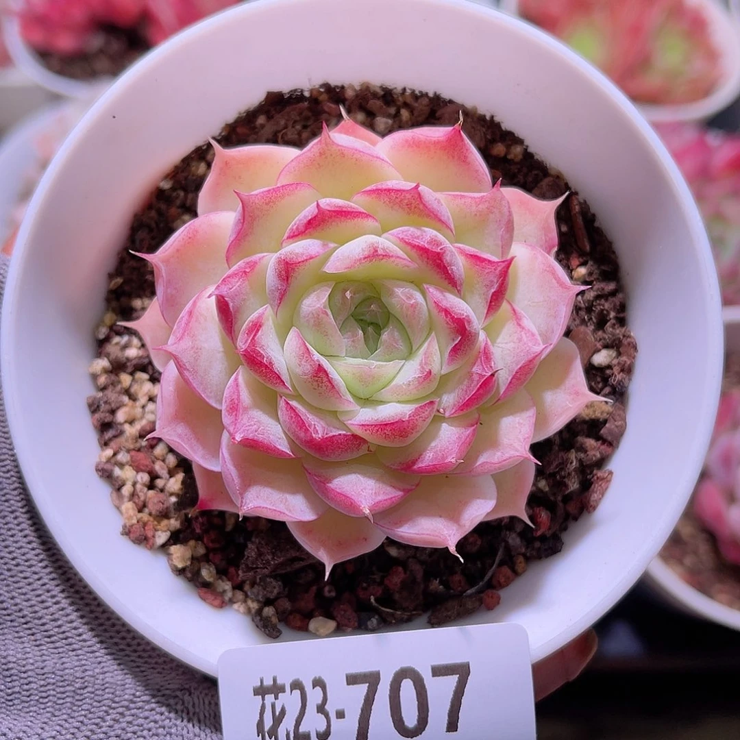 花23-707女王单头