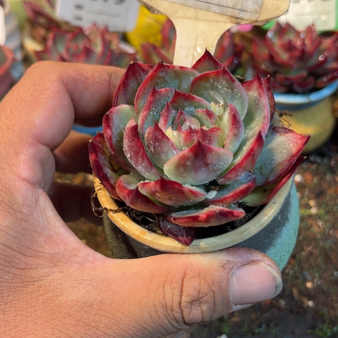 惊鸿一瞥191号多肉