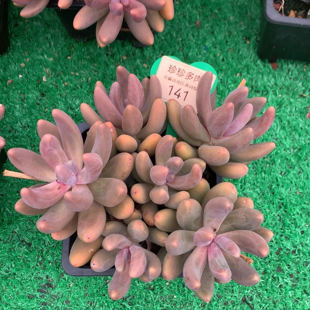 红手指老桩无砍平头141