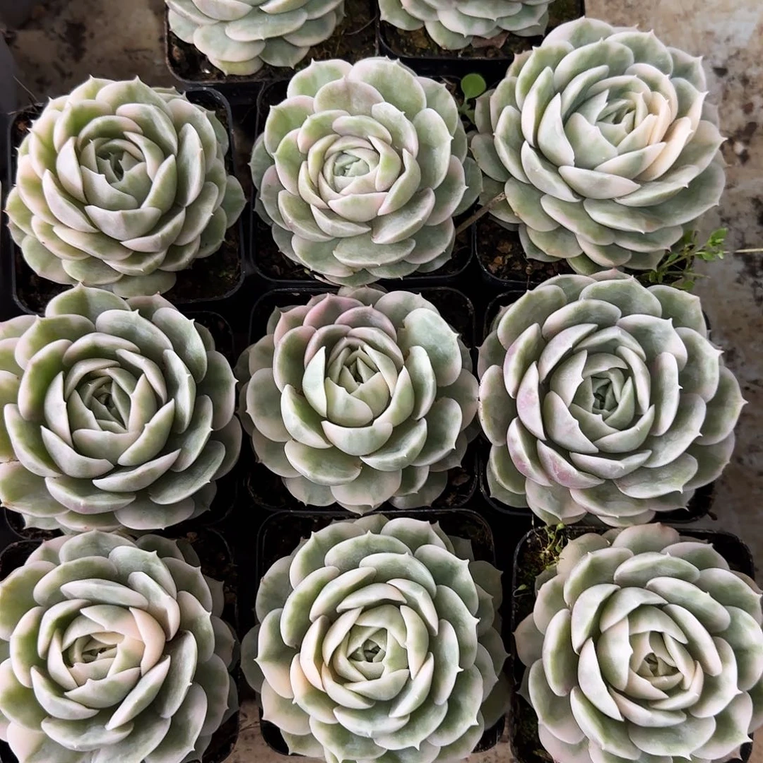 昂斯诺锦多肉 植物