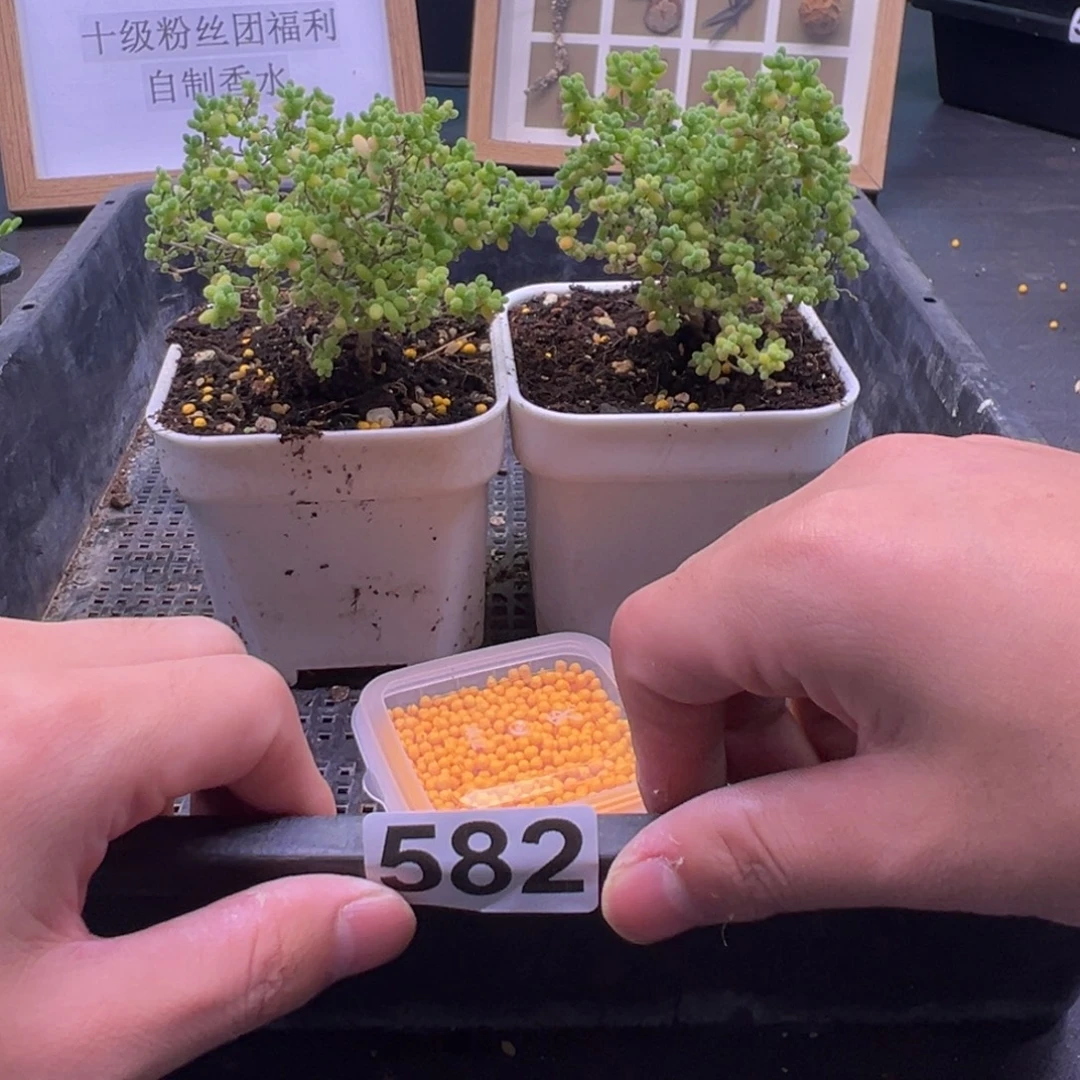 枝干番杏多肉植物582万