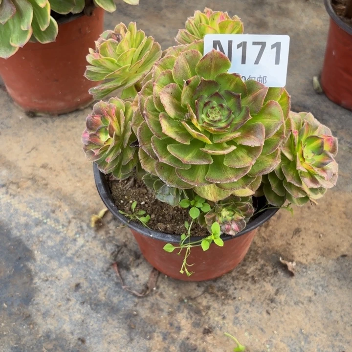 瑞妈多肉园艺171海王七彩